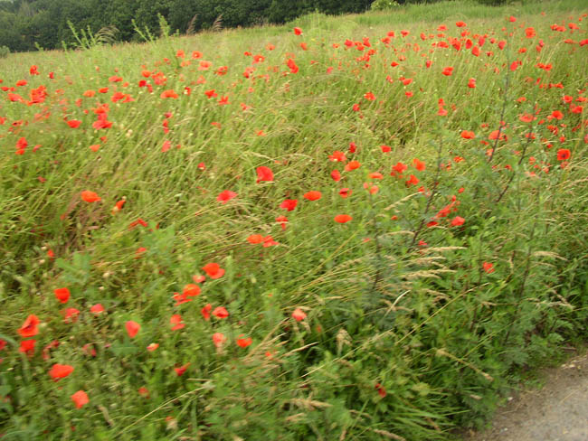 P6200005